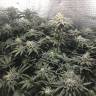 хорошие семена конопли Bad Azz Kush feminised Barneys Farm