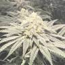 семена конопли курьером Bad Azz Kush feminised Barneys Farm