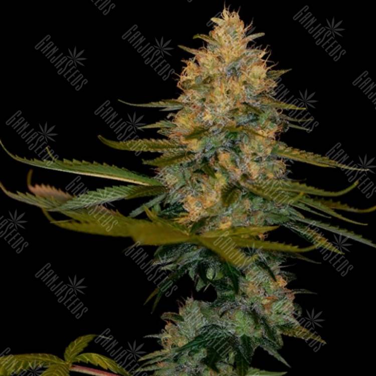заказ семян конопли Москва Exodus Kush feminised DNA Genetics