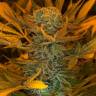семена конопли с доставкой Russian Doll feminised Kannabia Seeds