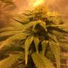 семена конопли дешево Russian Doll feminised Kannabia Seeds