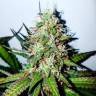 семена конопли интернет магазин Russian Doll feminised Kannabia Seeds