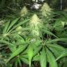 семена сортовой конопли Russian Doll feminised Kannabia Seeds
