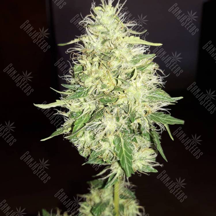 качественные семена конопли Amnesia Gold feminised качественные семена конопли Amnesia Gold feminised