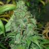 семена конопли Москва Orange Hill Special regular Dutch Passion Seeds
