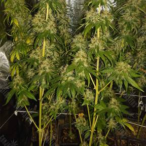 Indoor Mix regular Nirvana Seeds