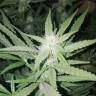 семена индийской конопли Auto Blue Pyramid feminised Pyramid Seeds семена индийской конопли Auto Blue Pyramid feminised Pyramid Seeds