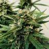 семена конопли феминизированные Auto Bubble Kush feminised Royal Queen семена конопли феминизированные Auto Bubble Kush feminised Royal Queen