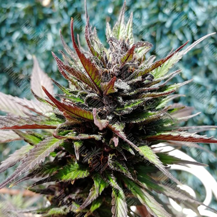 семена конопли автоцвет Auto Black Cream feminised Sweet Seeds