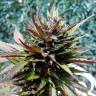 семена конопли автоцвет Auto Black Cream feminised Sweet Seeds