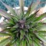 семена конопли f1 в оригинальной упаковке Auto Black Cream feminised Sweet Seeds