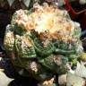 Купить семена кактуса Ariocarpus fissuratus