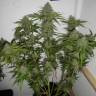 семена конопли для выращивания Auto Sweet Mango regular