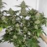 семена конопли элитных сортов Auto Sweet Mango regular