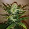 заказ семян конопли Auto Chronic Ryder feminised