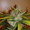 где заказать семена конопли Auto Chronic Ryder feminised