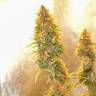 семена конопли наложенным платежом Auto Chronic Ryder feminised