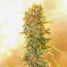 семена конопли почтой Auto Chronic Ryder feminised
