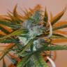 семена конопли автоцвет Auto Chronic Ryder feminised