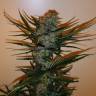 хорошие семена конопли Auto Chronic Ryder feminised