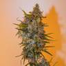 конопля семена сорта заказать Auto Chronic Ryder feminised