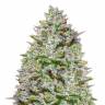 семена конопли Спб Blue Gelato 41 feminised Barneys Farm