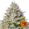 семена конопли в России Blue Gelato 41 feminised Barneys Farm