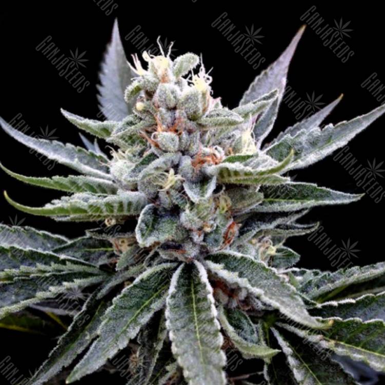 семена конопли для посадки купить Florida Gold feminised DNA Genetics