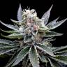 семена конопли для посадки купить Florida Gold feminised DNA Genetics