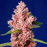 Tropicanna Poison feminised GanjaSeeds Fast Version семена недорого
