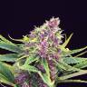 заказать качественные семена конопли Purple Kush feminised Kannabia Seeds