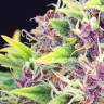 заказать на сайте семена конопли Purple Kush feminised Kannabia Seeds