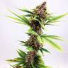 хорошие семена конопли Purple Kush feminised Kannabia Seeds