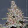 семена конопли курьером Purple Kush feminised Kannabia Seeds