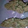 семена конопли курьером Purple Kush feminised Kannabia Seeds