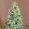 семена конопли гидропоники Master Kush regular Nirvana Seeds