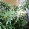 семена конопли дешево Master Kush regular Nirvana Seeds