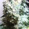 семена конопли с доставкой Master Kush regular Nirvana Seeds