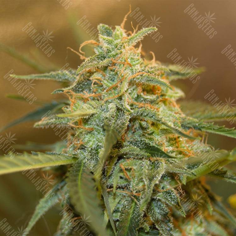 семена культурной конопли купить Auto Easy Bud feminised Royal Queen