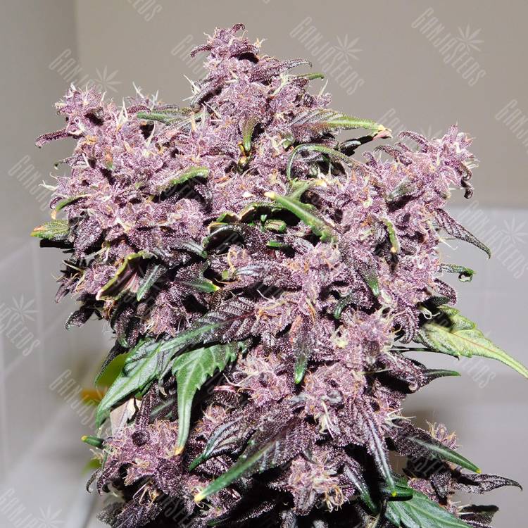 семена конопли недорого Auto Bloody Skunk feminised Sweet Seeds