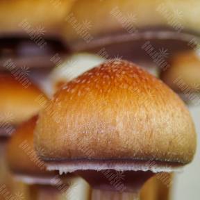 Mazatapec
