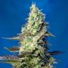 Семки Green Poison feminised Ganja Seeds