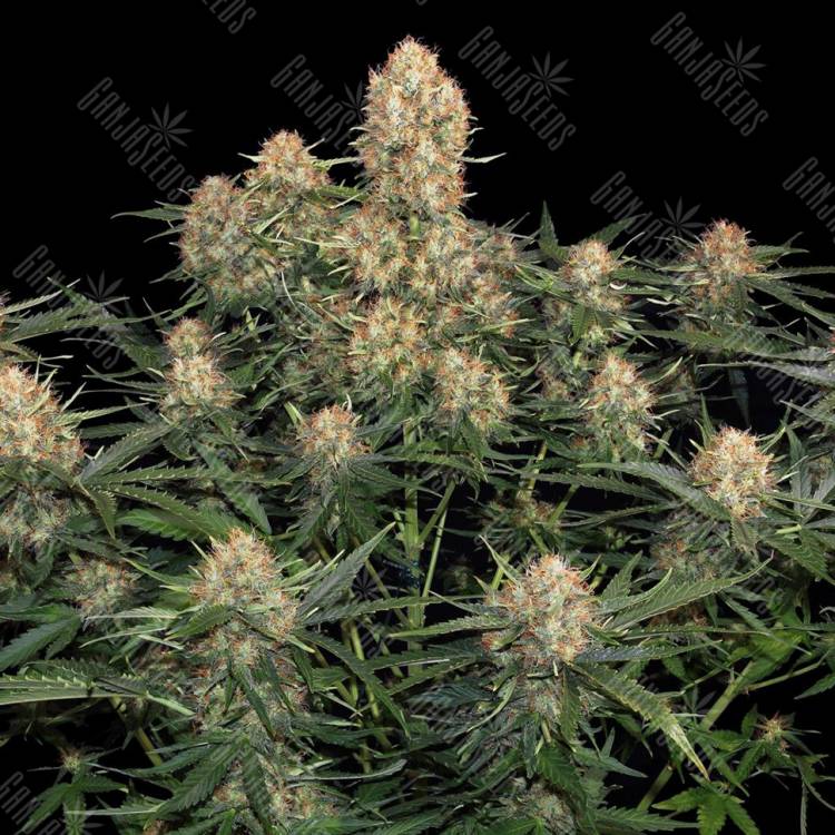 заказать на сайте семена конопли Original Skunk feminised