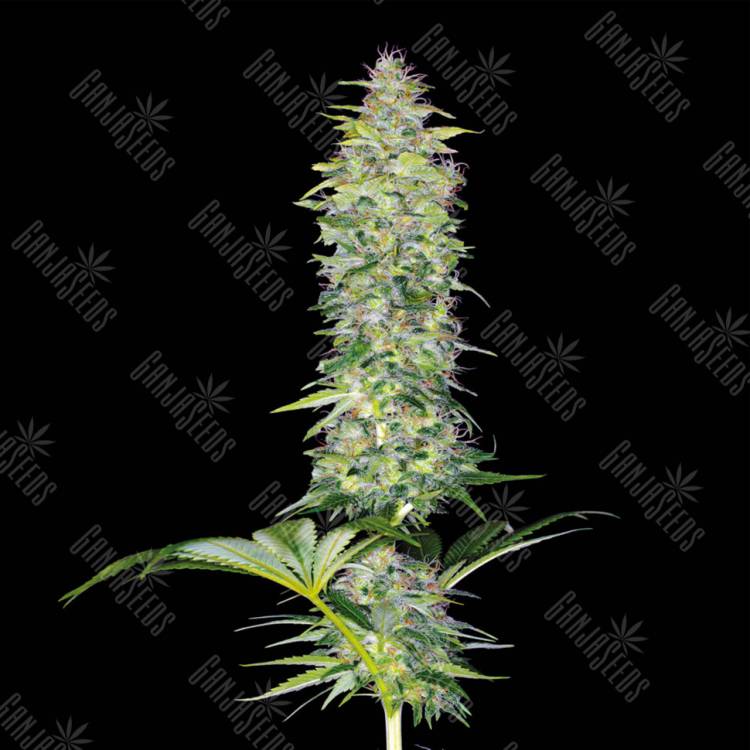 семена конопли интернет магазин Northern Lights x White Widow feminised