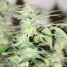 Семена марихуаны White Lavender feminised Ganja Seeds