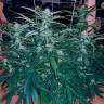 семена конопли недорого Chuck Chuck feminised Bang Seeds семена конопли недорого Chuck Chuck feminised Bang Seeds