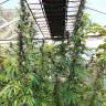 семена конопли дешево Purple #1 regular Dutch Passion Seeds