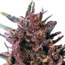 семена конопли недорого Purple #1 regular Dutch Passion Seeds