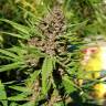 купить семена конопли Purple #1 regular Dutch Passion Seeds