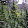 регулярные семена конопли купить Purple #1 regular Dutch Passion Seeds